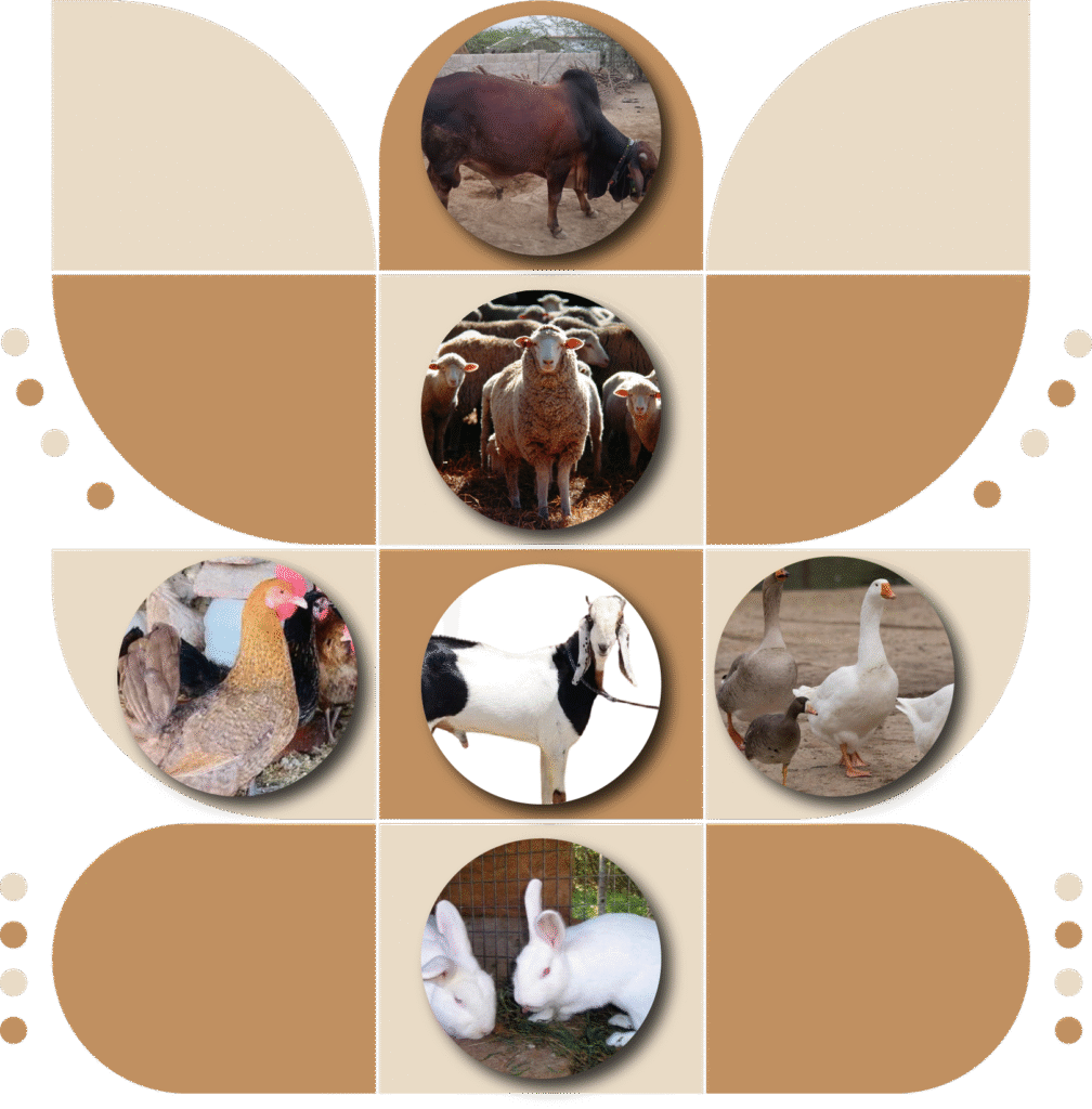 Cow, Buffalos, Goat, Sheep, Hen, Rooster, Ducks