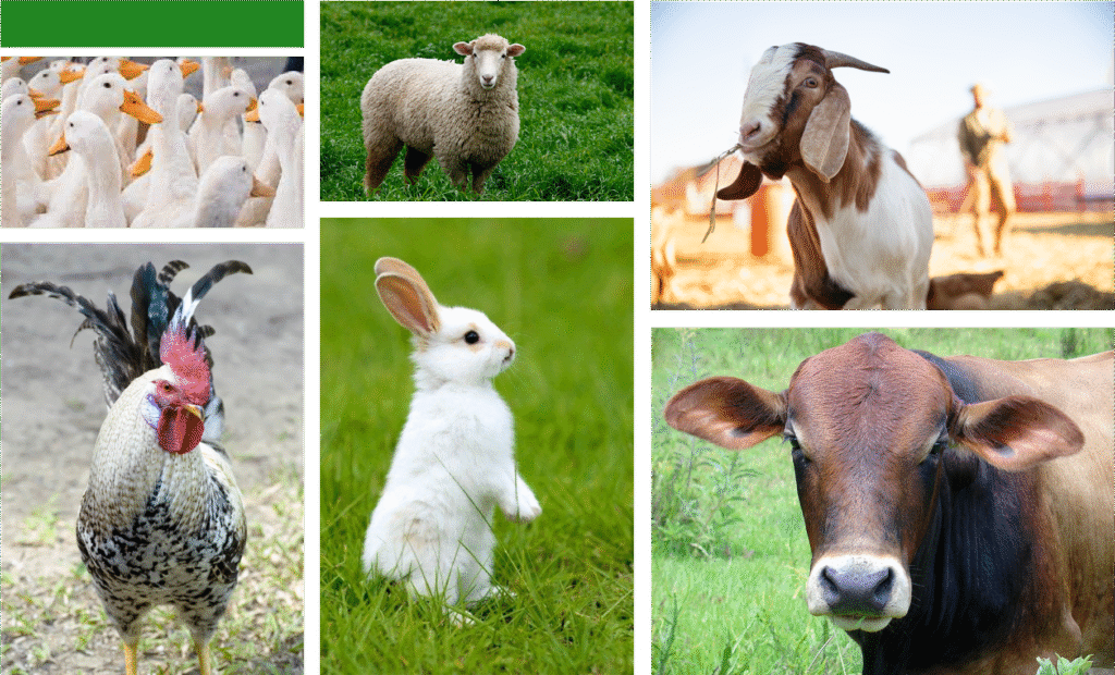 Farm Animal & Bird Picture